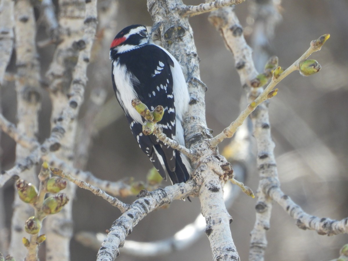Downy Woodpecker (Rocky Mts.) - ML616346106