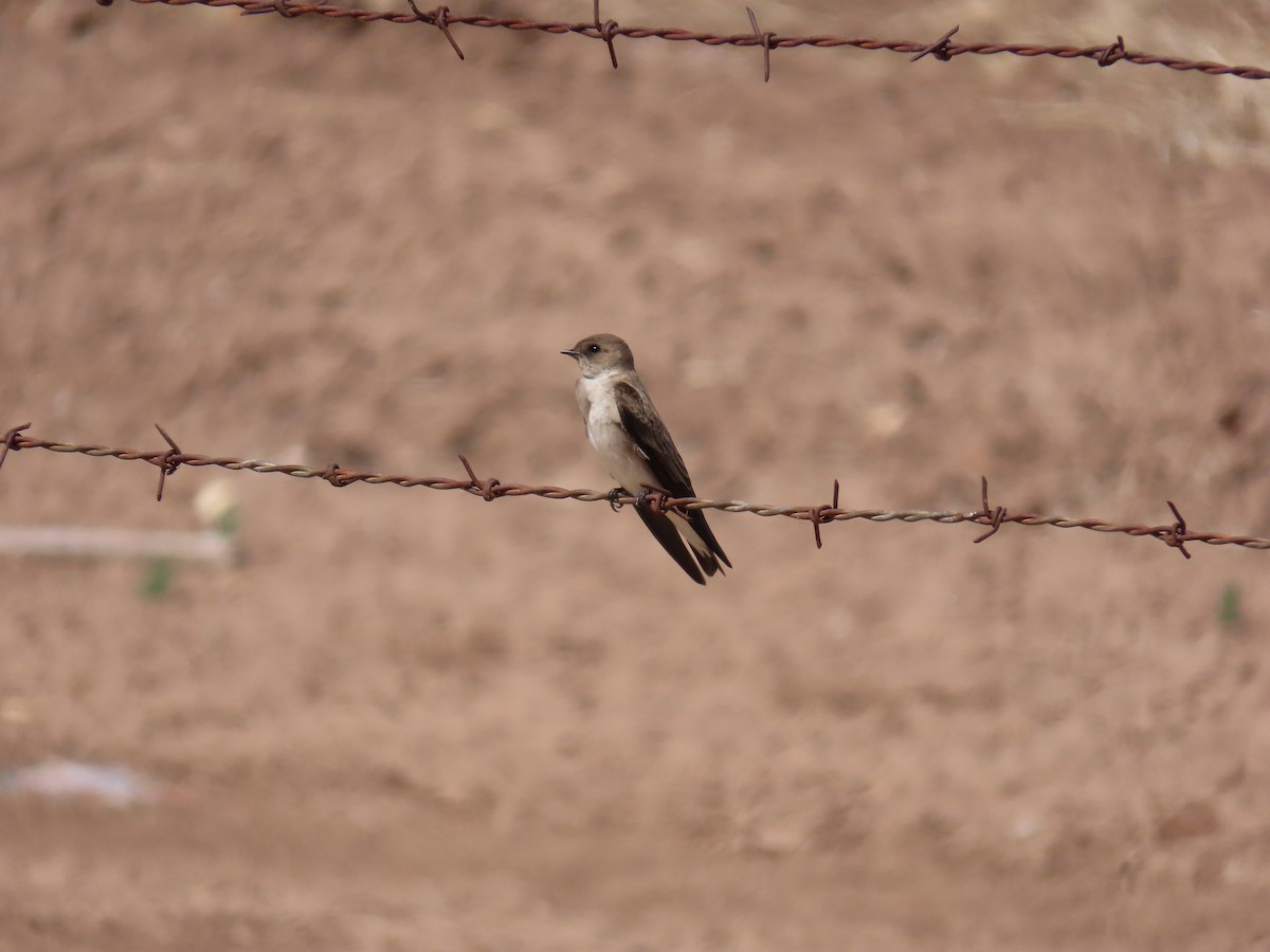 Northern Rough-winged Swallow - ML616346116