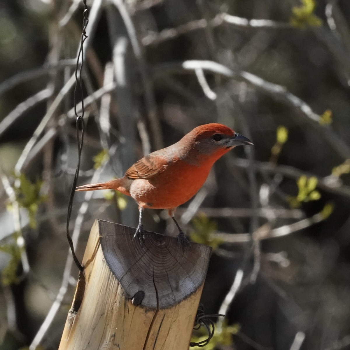 Hepatic Tanager - Simon Thornhill