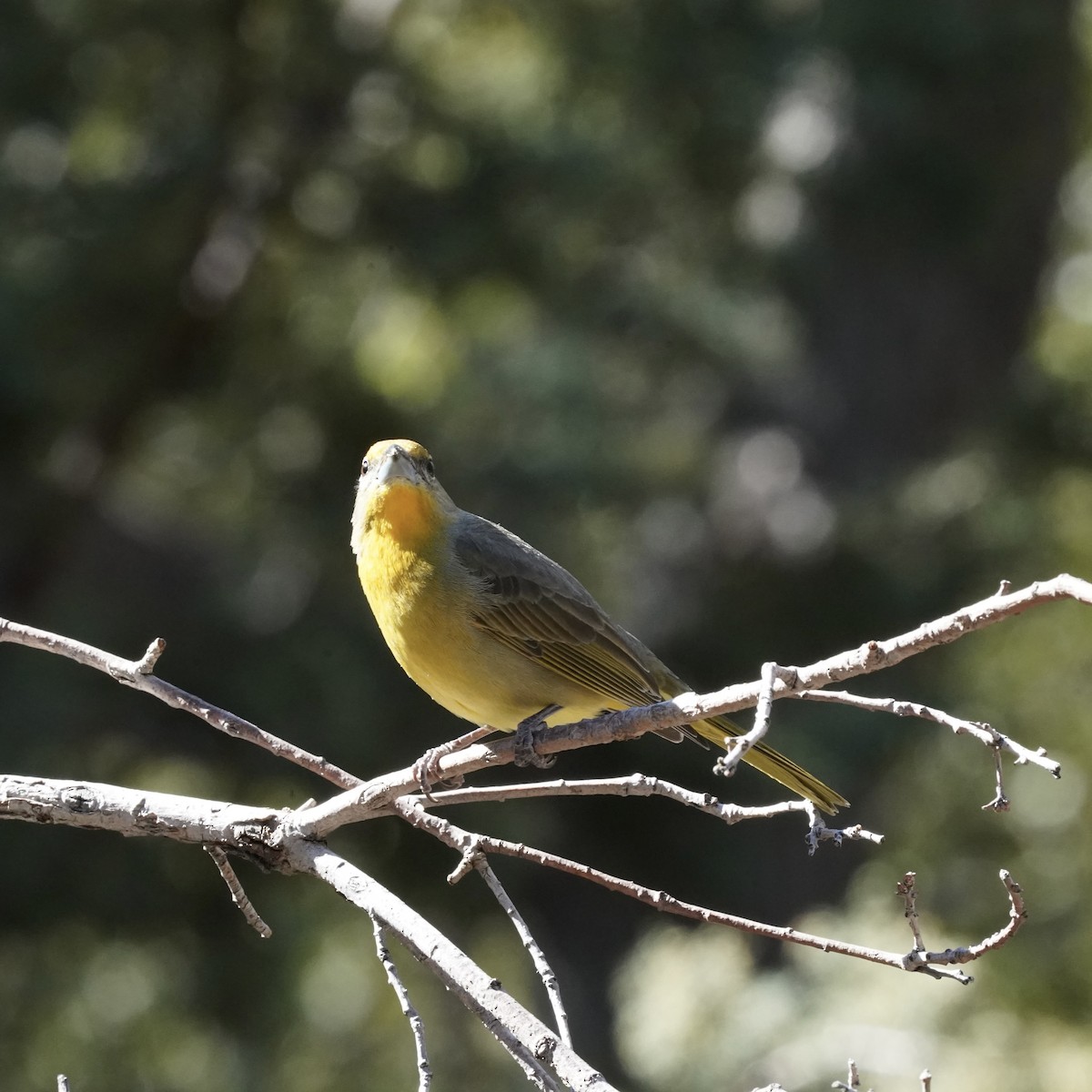 Hepatic Tanager - ML616346211