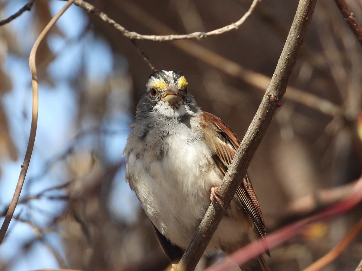 White-throated Sparrow - ML616346340