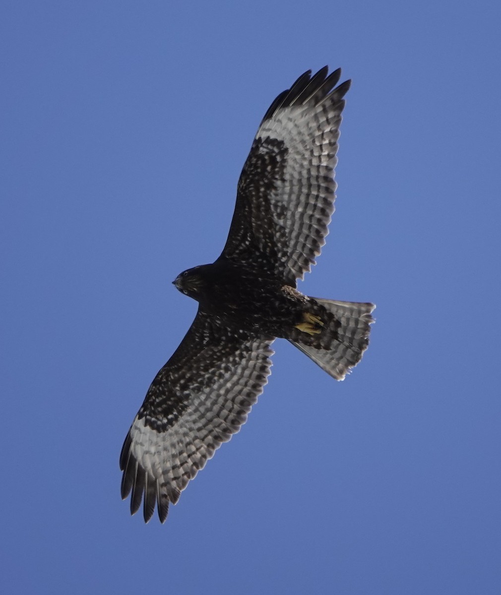 Red-tailed Hawk (Harlan's) - Connor Goff
