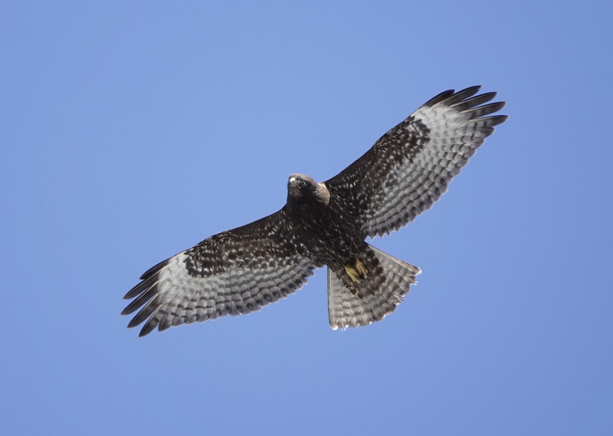 Red-tailed Hawk (Harlan's) - ML616346611