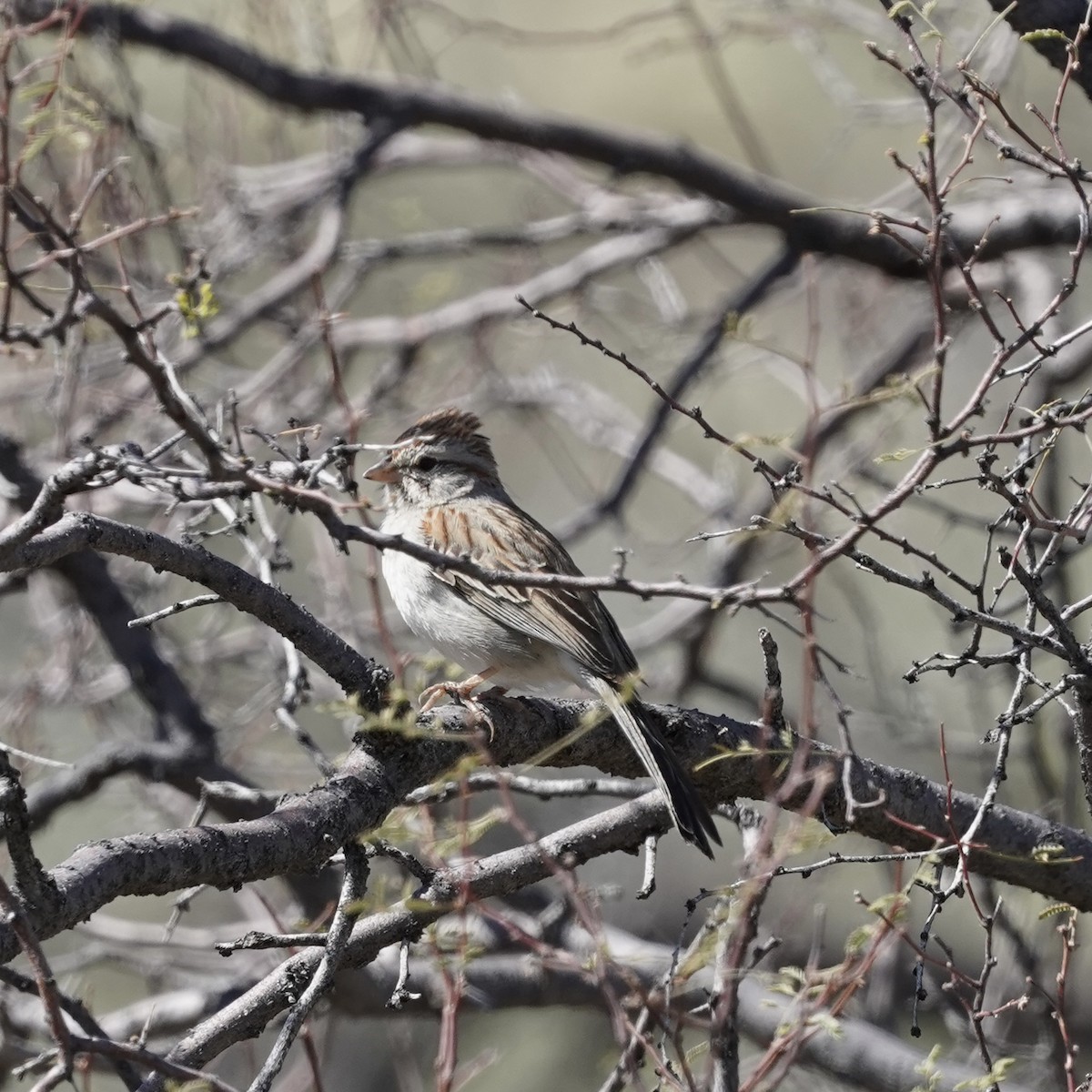 Rufous-winged Sparrow - Simon Thornhill