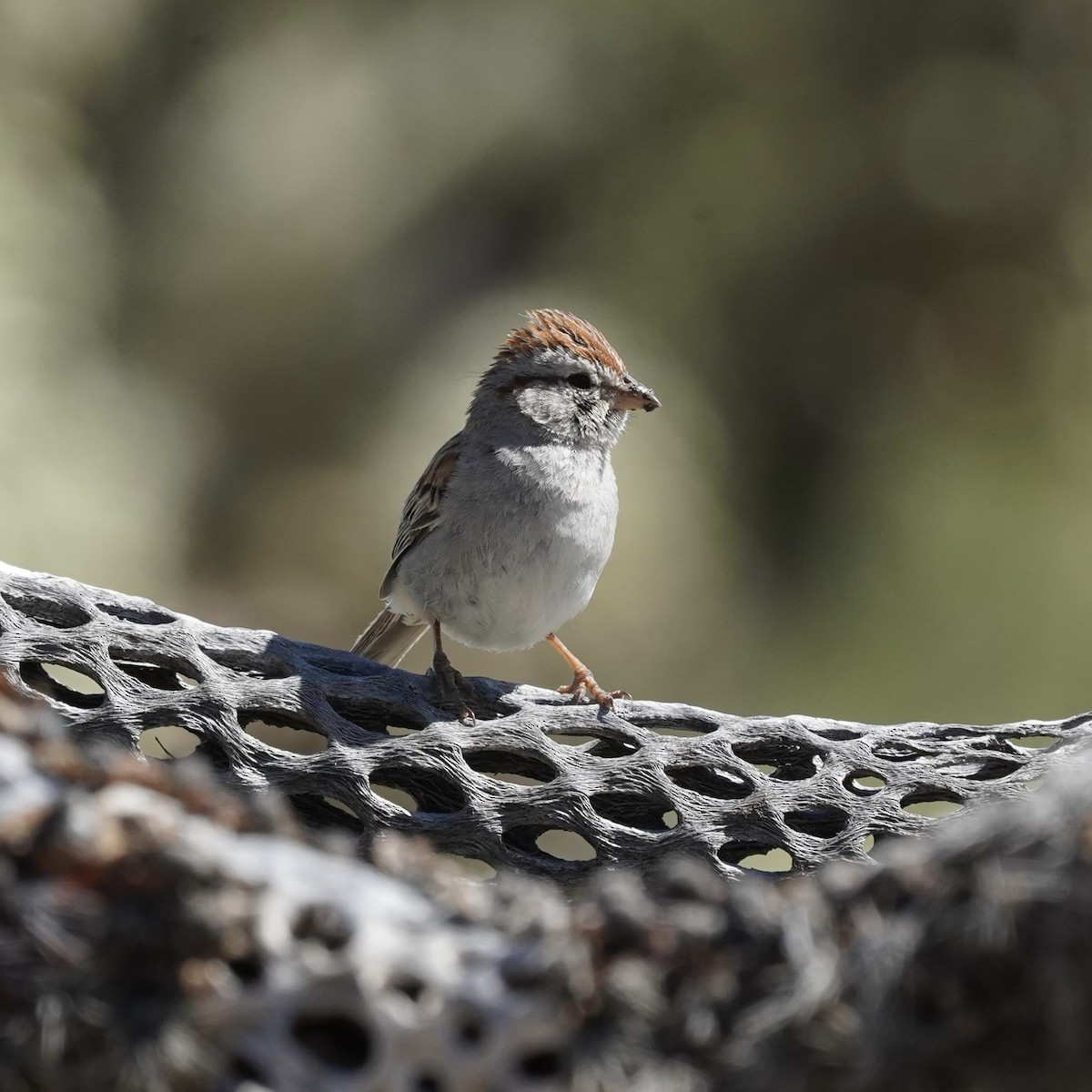 Rufous-winged Sparrow - ML616346655