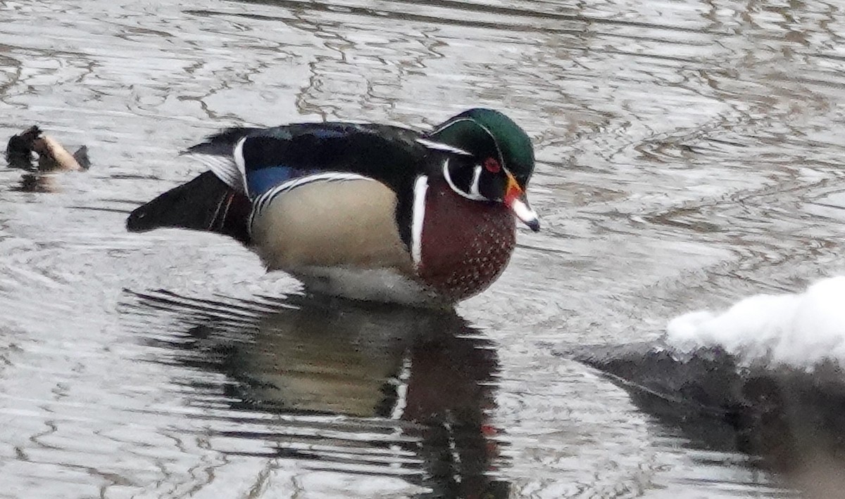 Wood Duck - Candy Giles