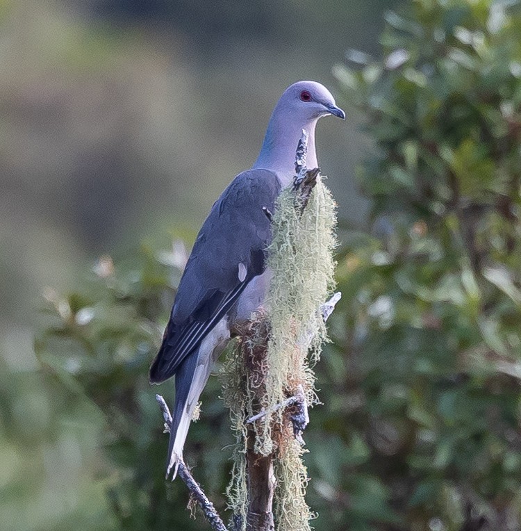 Ring-tailed Pigeon - ML616346866