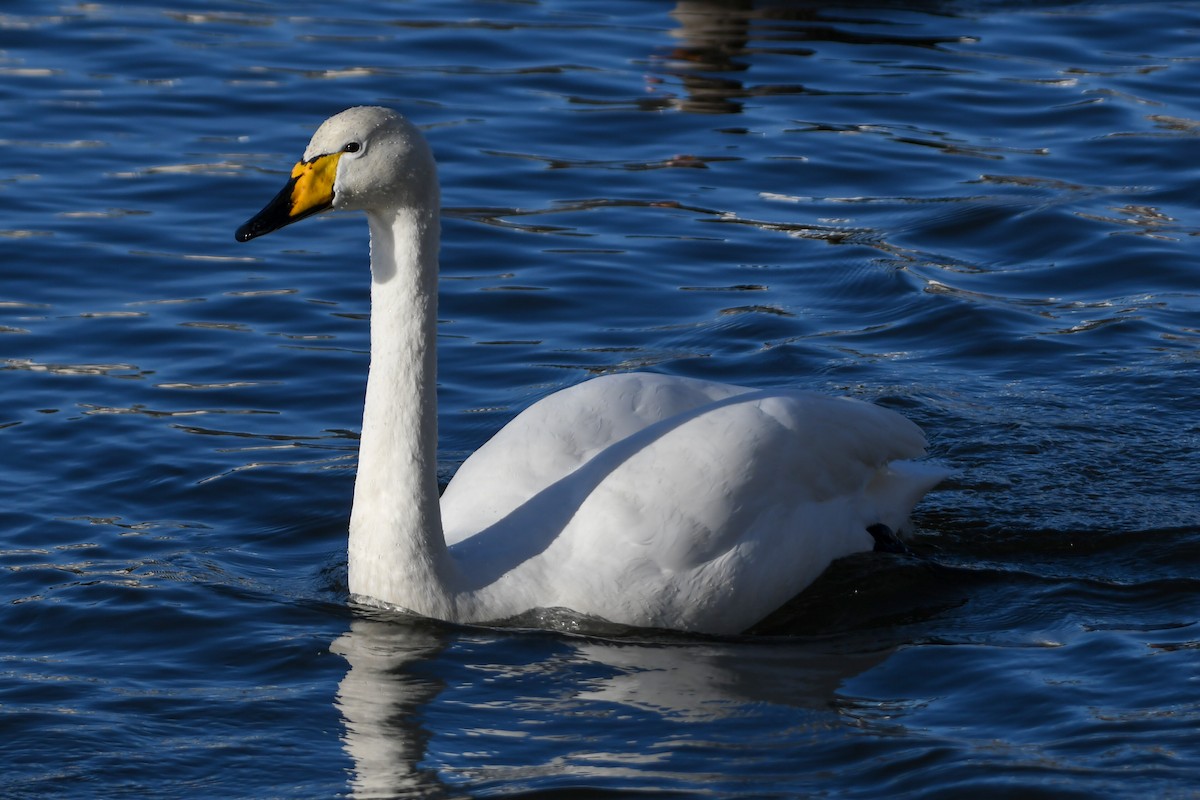 Whooper Swan - ML616346941