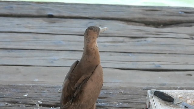 Brown Booby - ML616346952