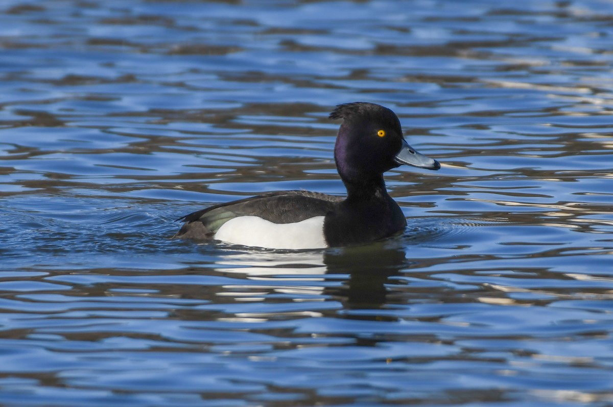 Tufted Duck - Michael Myers