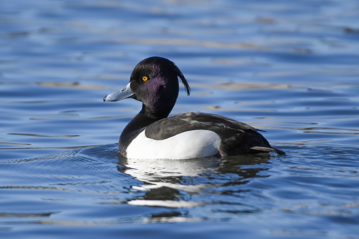 Tufted Duck - ML616346967