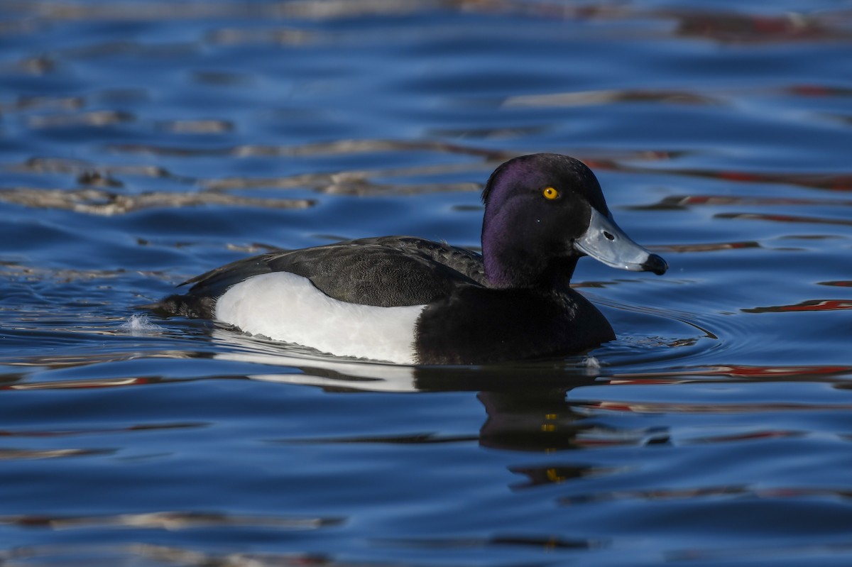 Tufted Duck - ML616346968