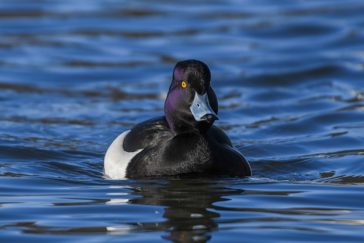 Tufted Duck - ML616346969