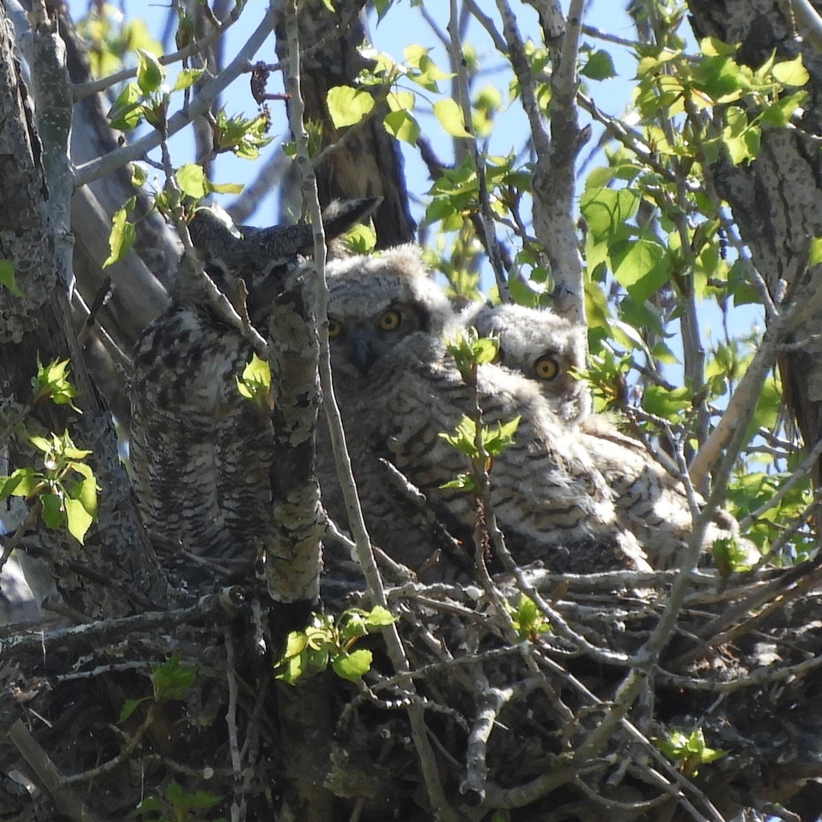 Great Horned Owl - ML616346975