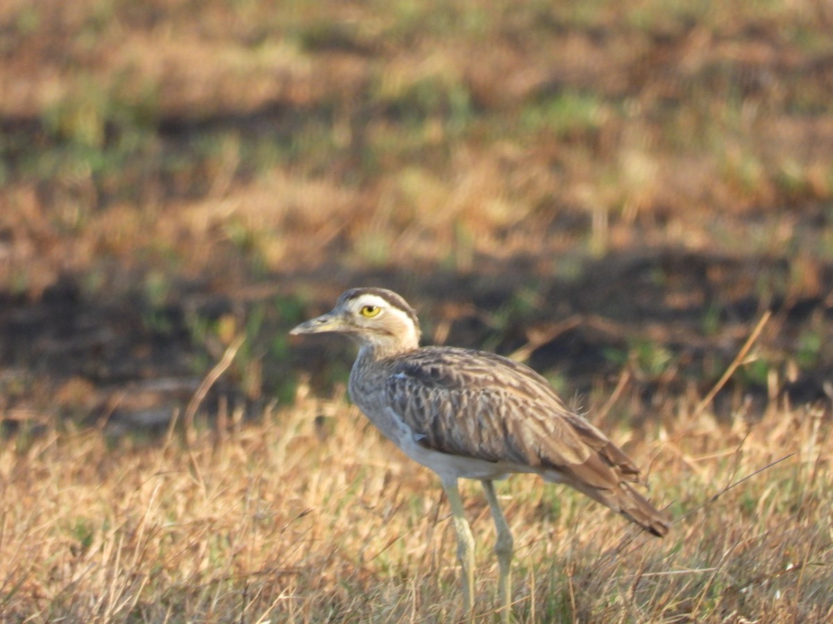 Double-striped Thick-knee - ML616347074
