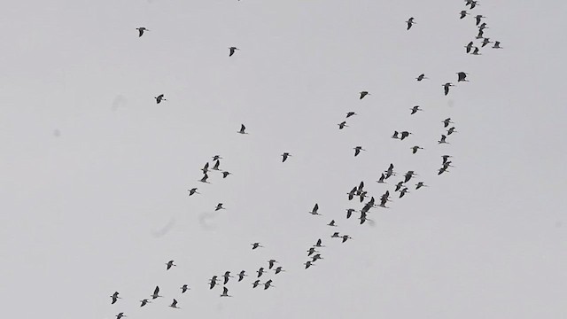 ibis slámokrký - ML616347119