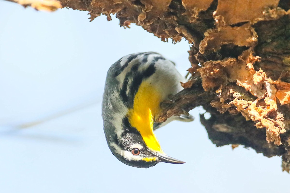 Yellow-throated Warbler - ML616347126