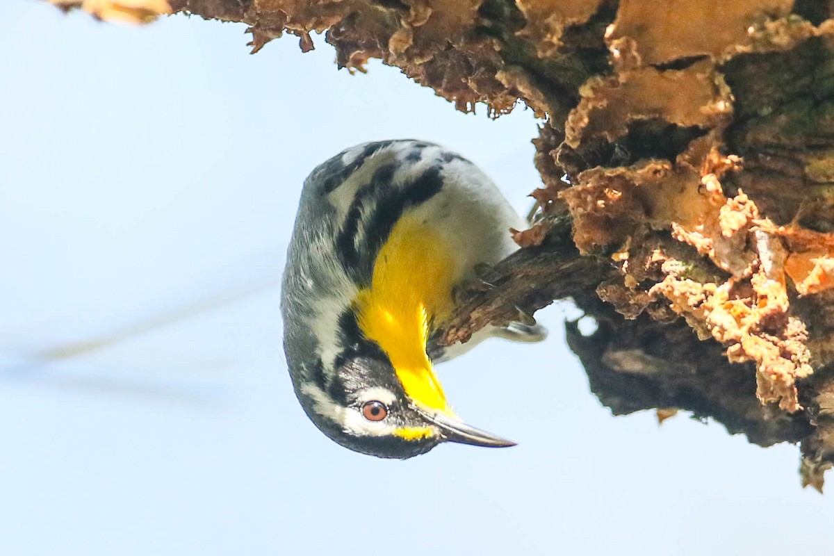 Yellow-throated Warbler - ML616347127