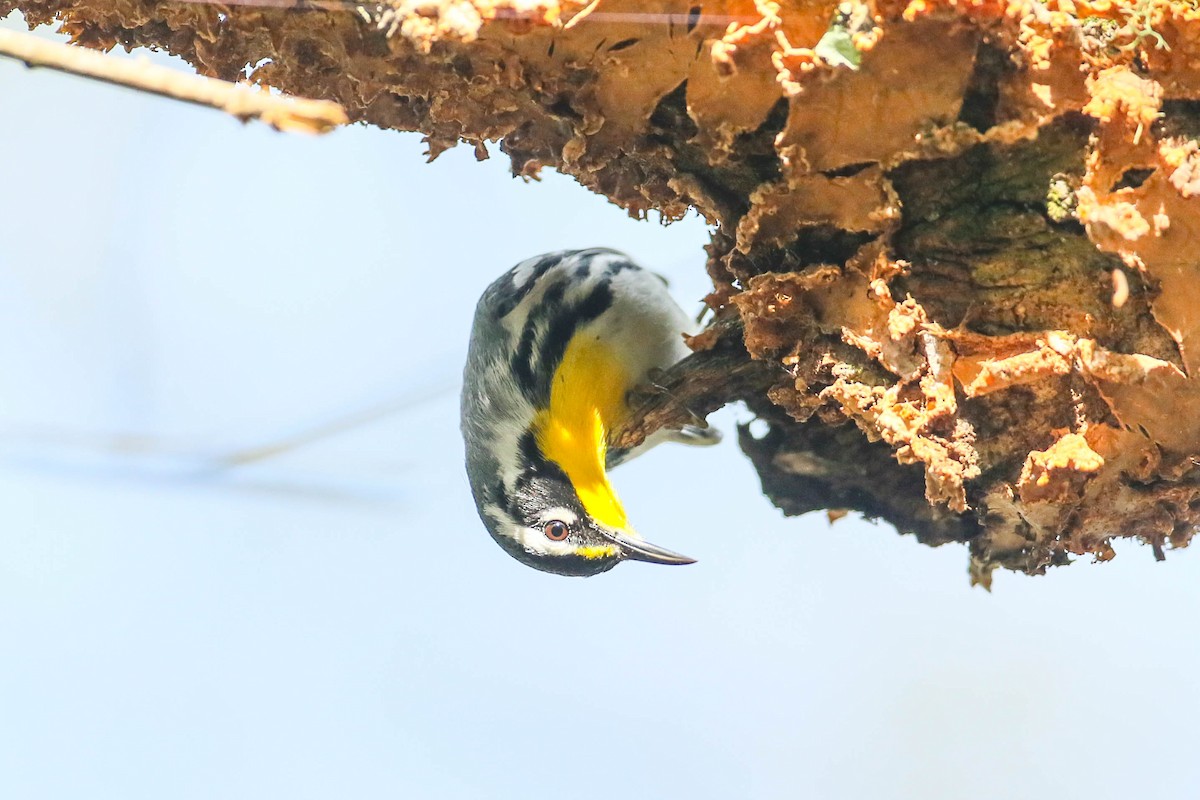 Yellow-throated Warbler - ML616347128