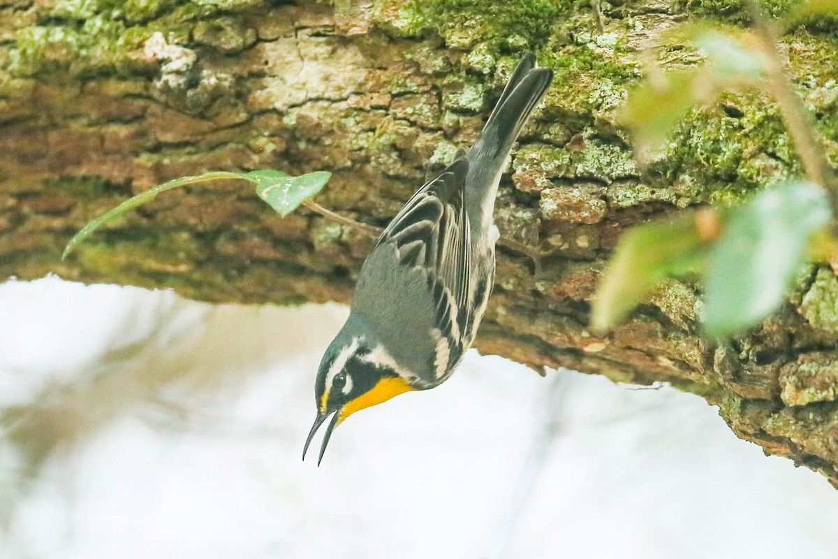 Yellow-throated Warbler - ML616347129