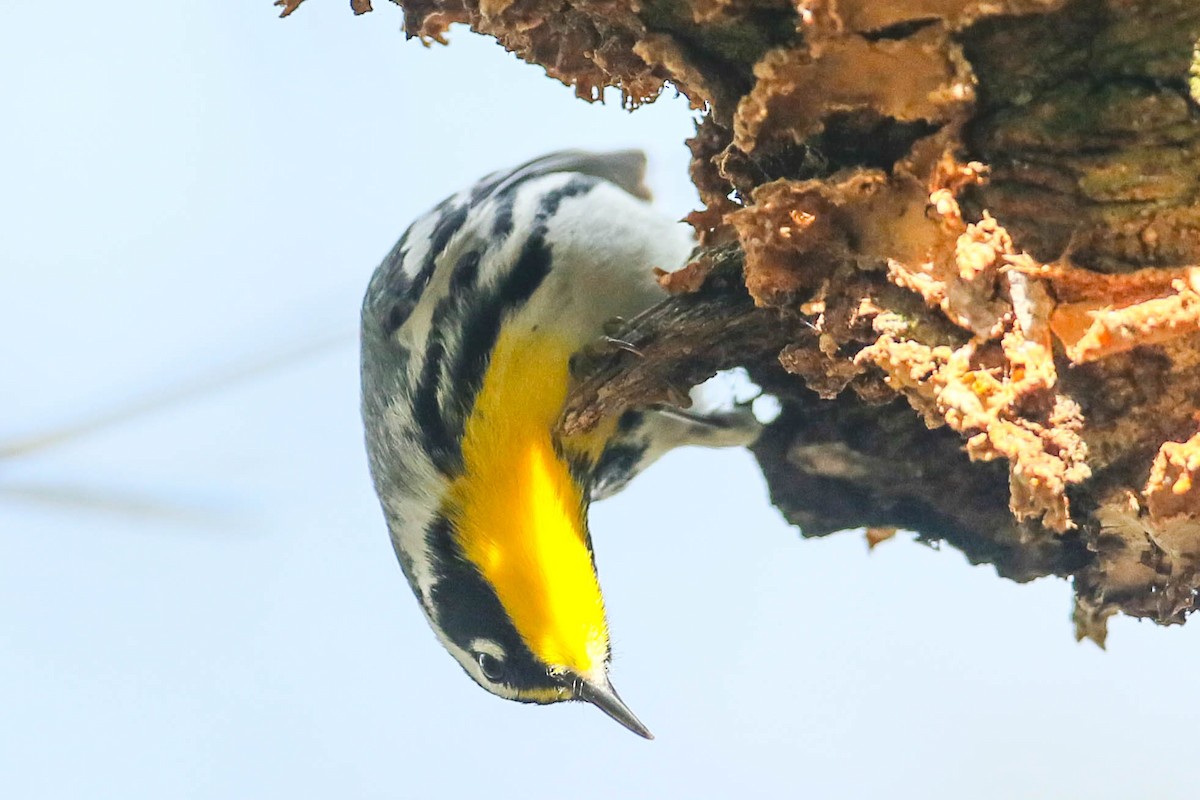 Yellow-throated Warbler - ML616347130