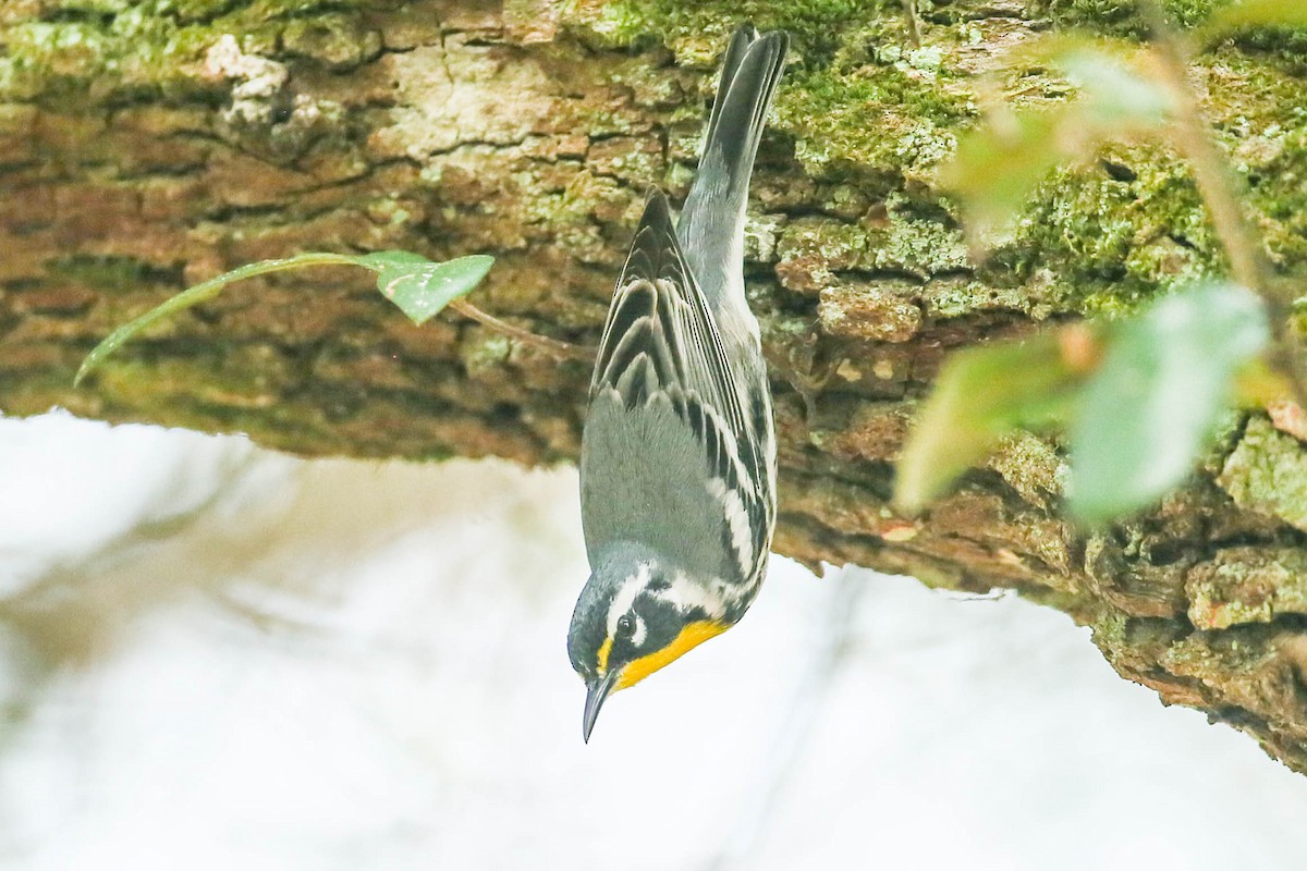 Yellow-throated Warbler - ML616347131