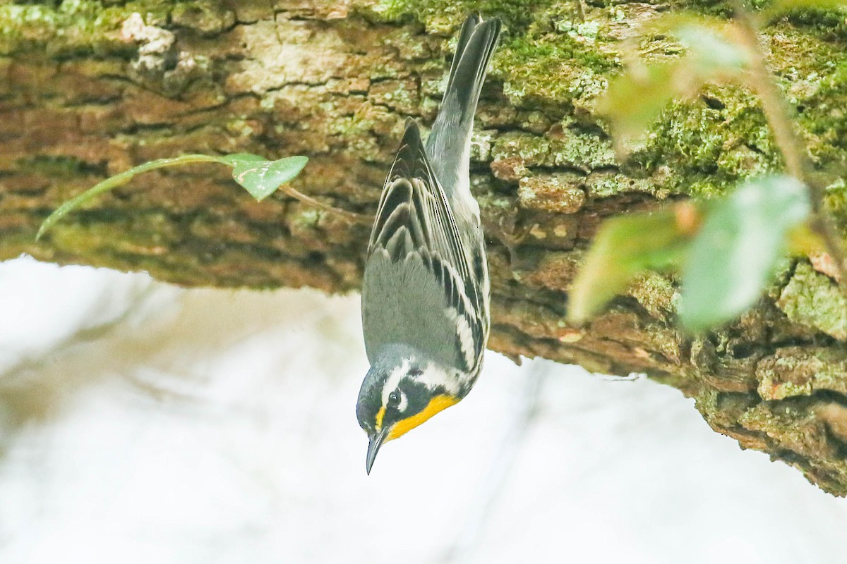 Yellow-throated Warbler - ML616347132
