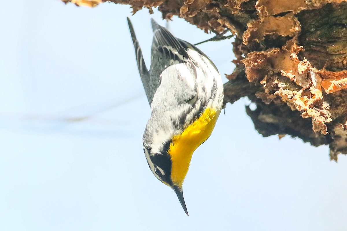 Yellow-throated Warbler - ML616347133