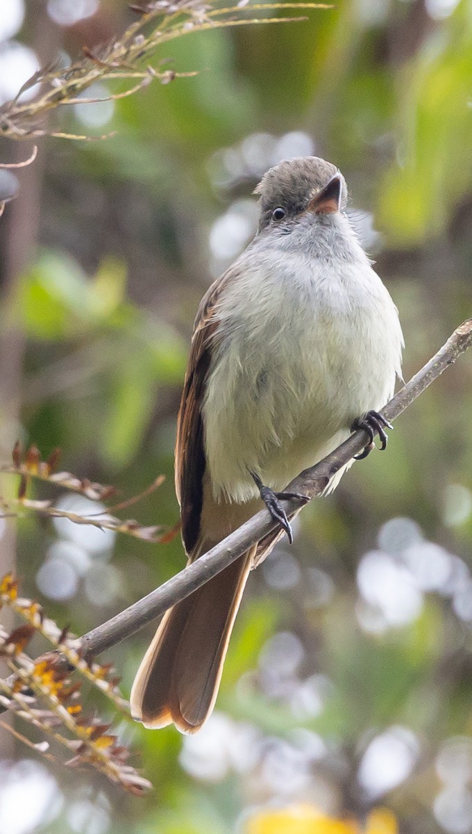 Rufous-tailed Flycatcher - ML616347137
