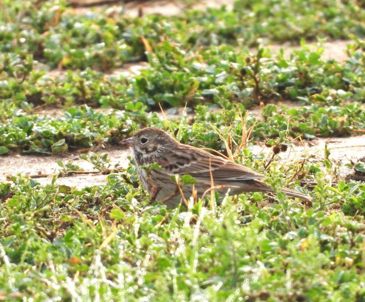 Vesper Sparrow - ML616347188