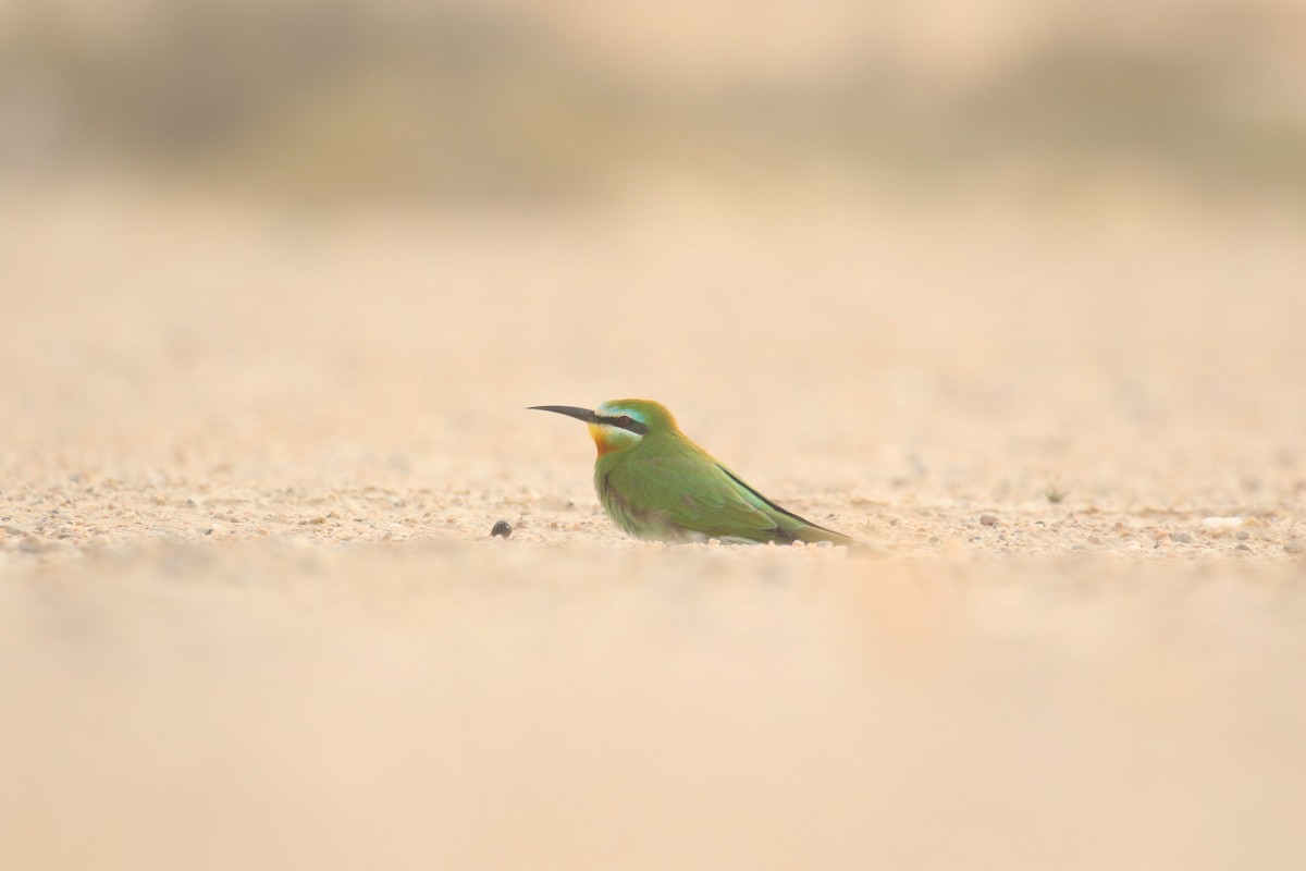 Blue-cheeked Bee-eater - Bassel Abi Jummaa