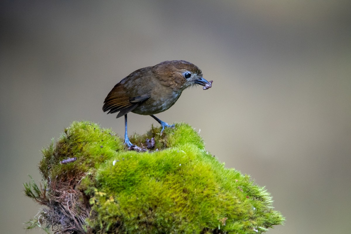 Brown-banded Antpitta - ML616347293