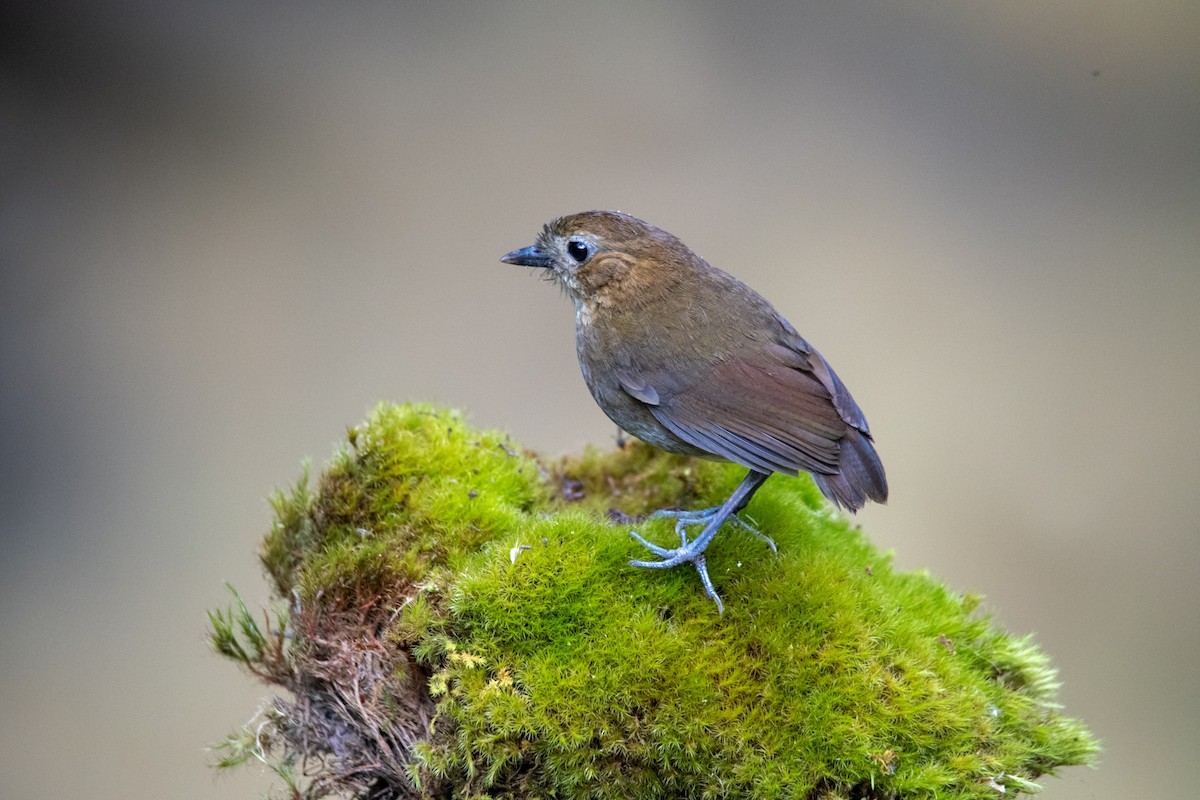 Brown-banded Antpitta - ML616347294