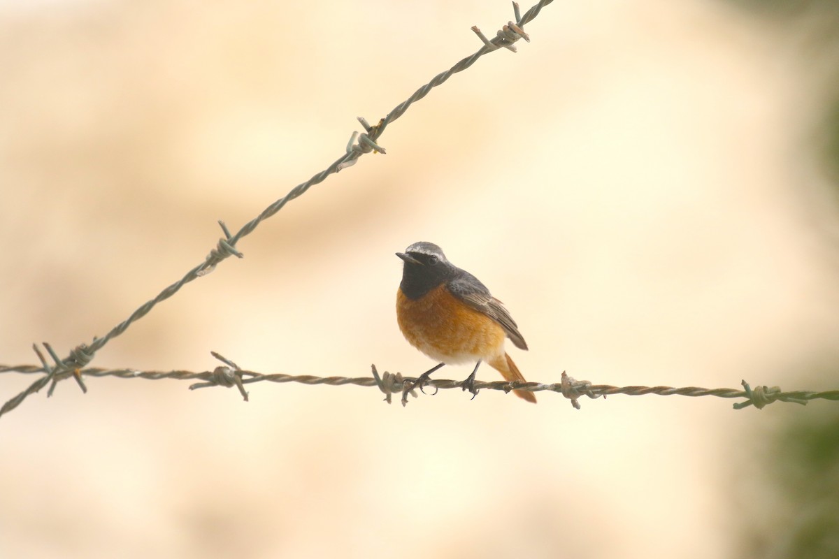 Common Redstart (Common) - Bassel Abi Jummaa