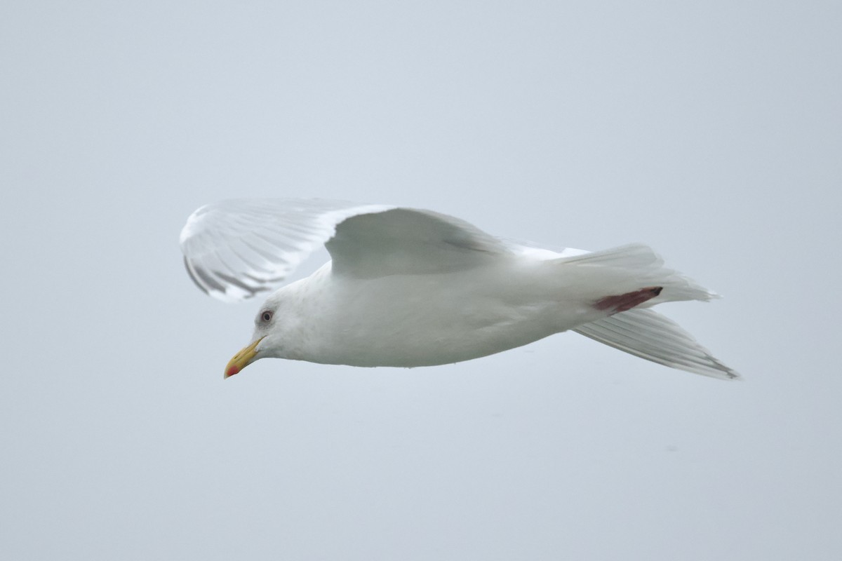 Iceland Gull (kumlieni) - Owen Strickland