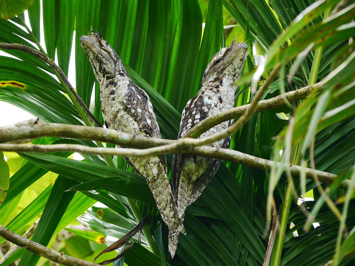 Papuan Frogmouth - ML616347448