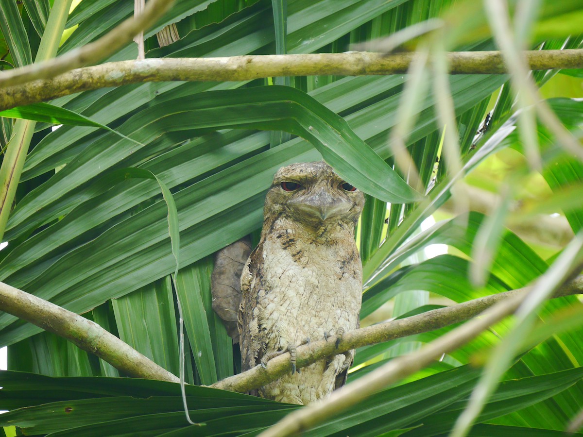 Papuan Frogmouth - ML616347449