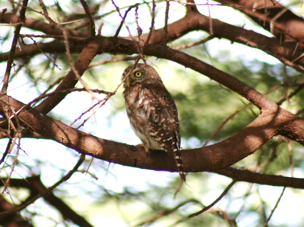 Pearl-spotted Owlet - ML616347473