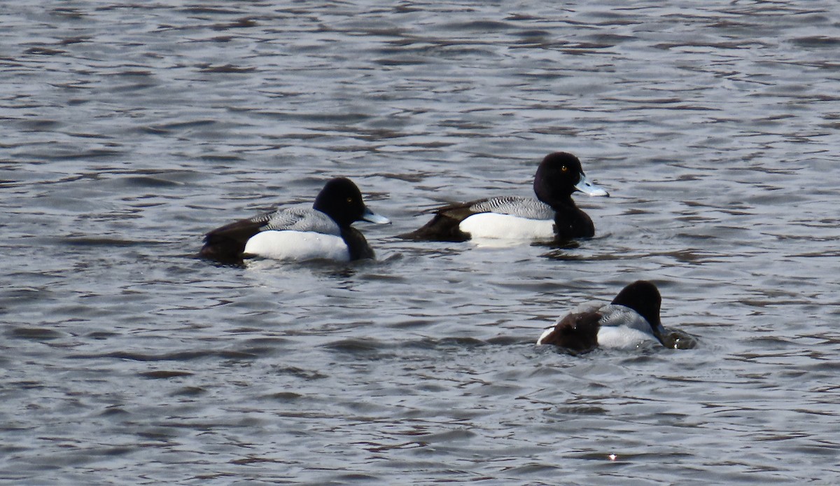 Greater Scaup - ML616347490