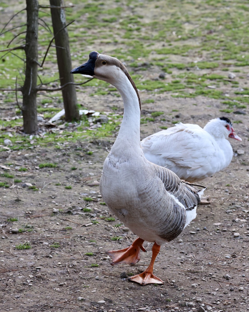 Swan Goose - ML616347493