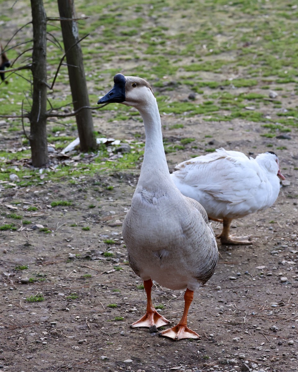 Swan Goose - Anonymous