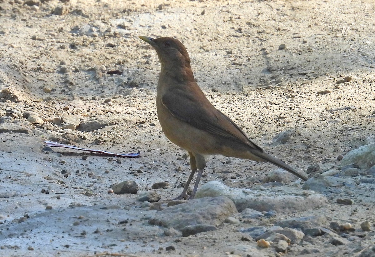 Clay-colored Thrush - Jean Iron