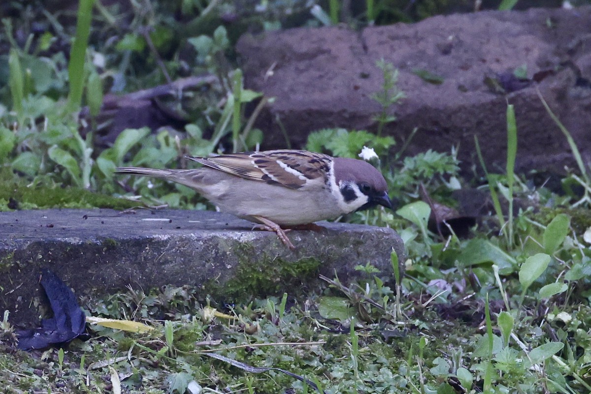 Eurasian Tree Sparrow - ML616347602