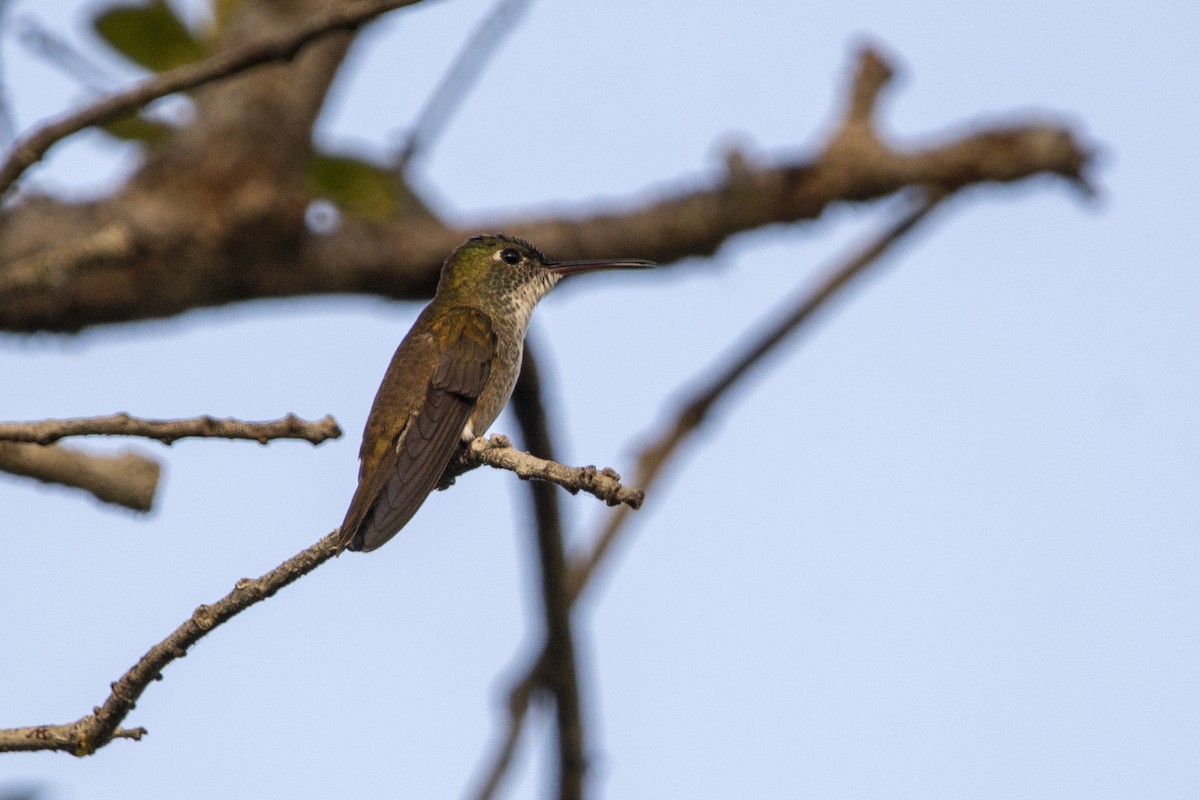Azure-crowned Hummingbird - ML616347613