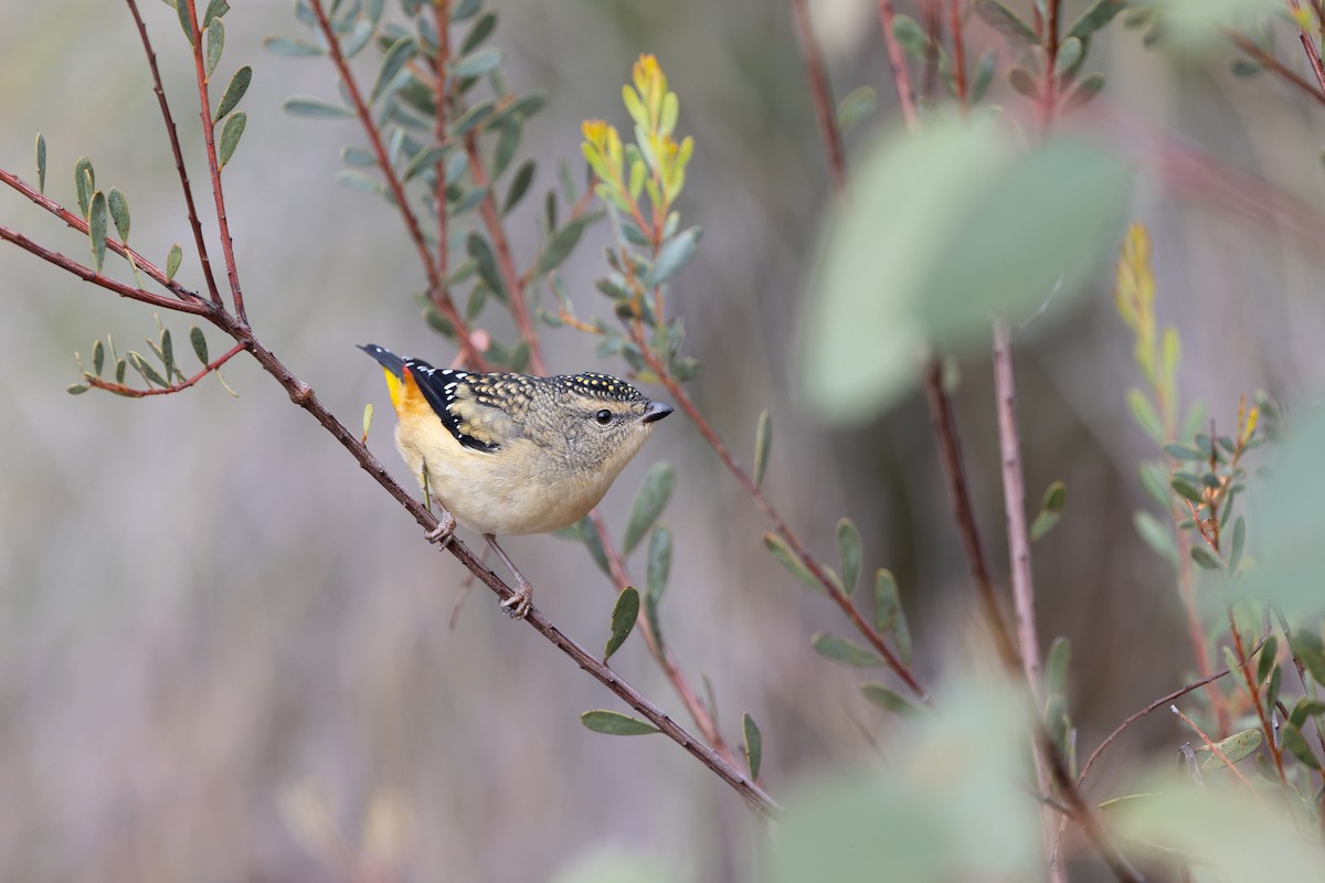Spotted Pardalote (Spotted) - ML616347794