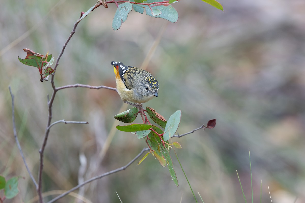 Spotted Pardalote (Spotted) - ML616347795
