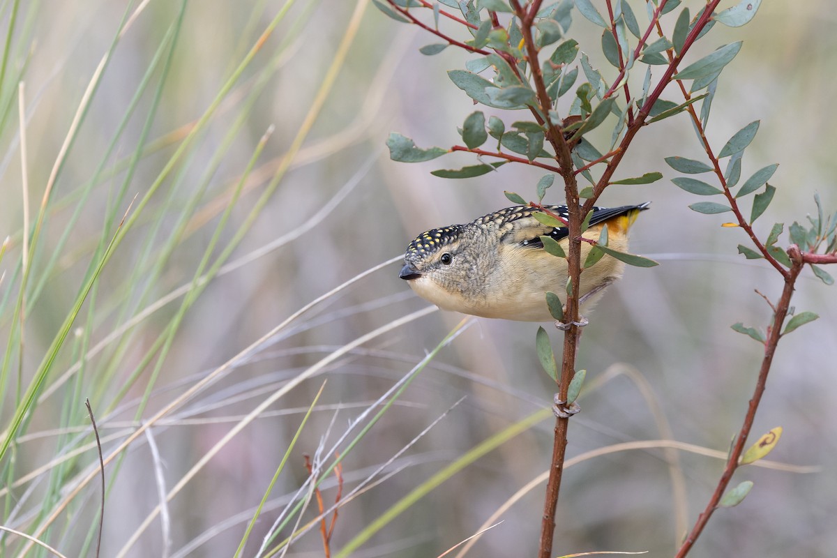 Spotted Pardalote (Spotted) - ML616347796