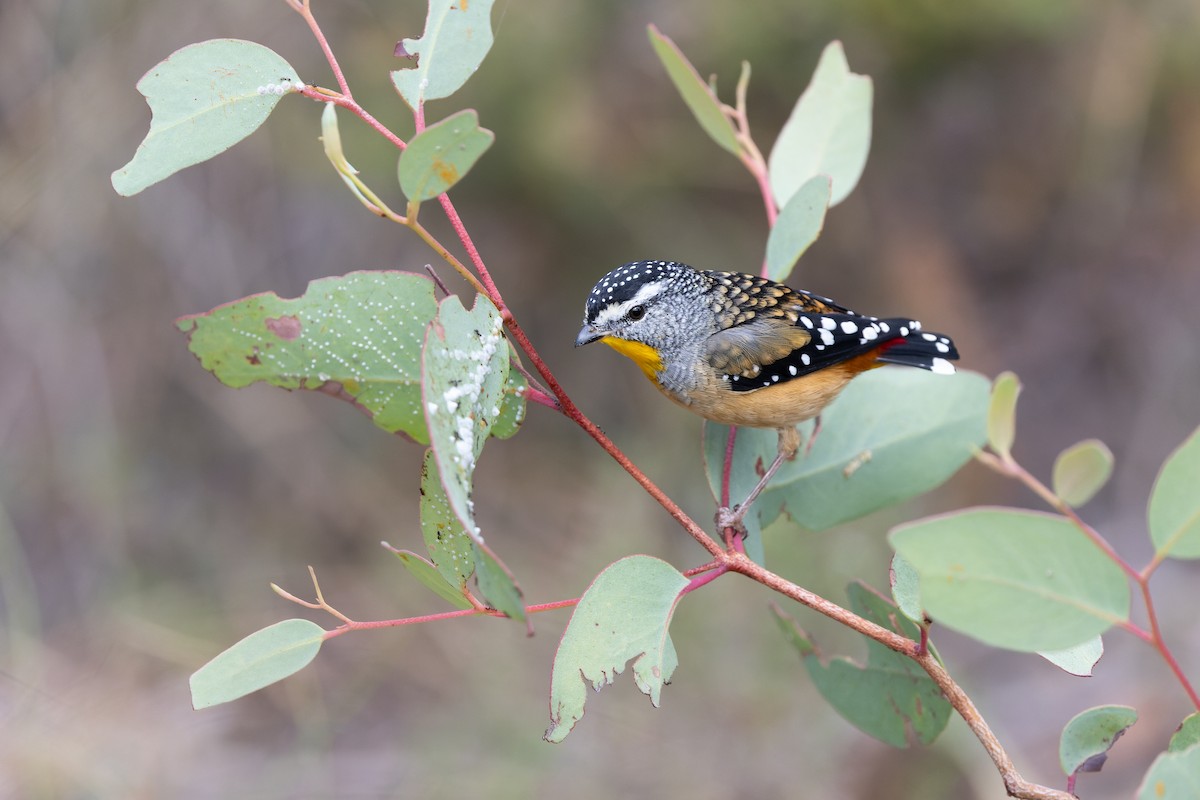 Spotted Pardalote (Spotted) - Julian Teh