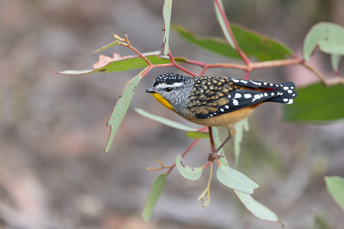 Spotted Pardalote (Spotted) - ML616347825