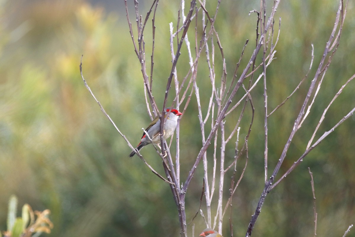 Red-browed Firetail - ML616348028